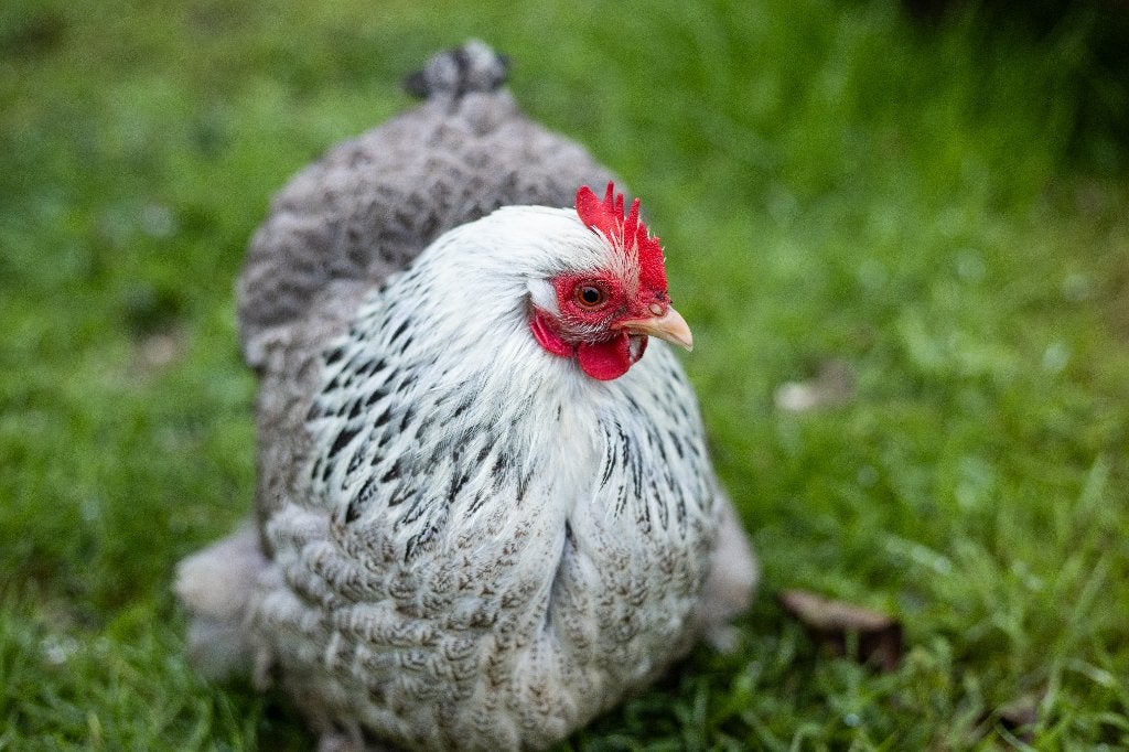 Cochin krielen | Vriendelijke kippen | Passend advies, Dieren en Toebehoren, Vrouwelijk, Kip