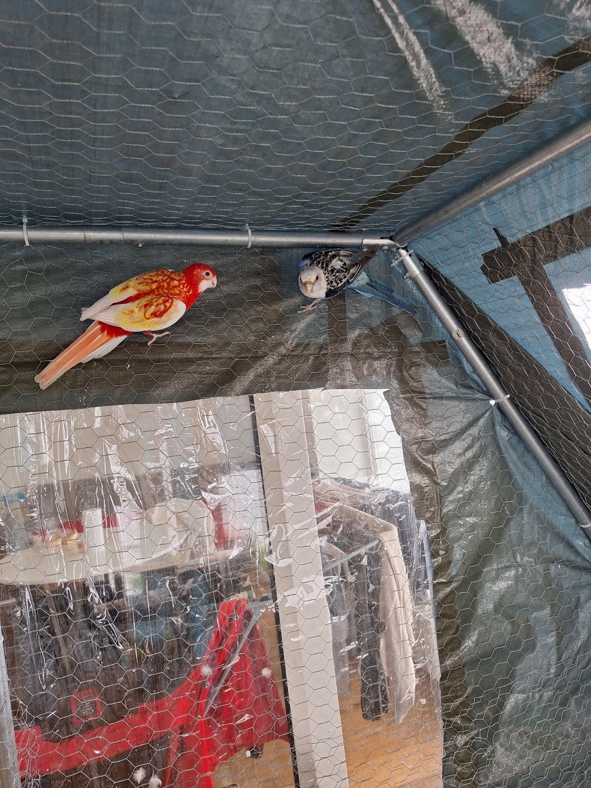Paar rosella's, Meerdere dieren, Parkiet