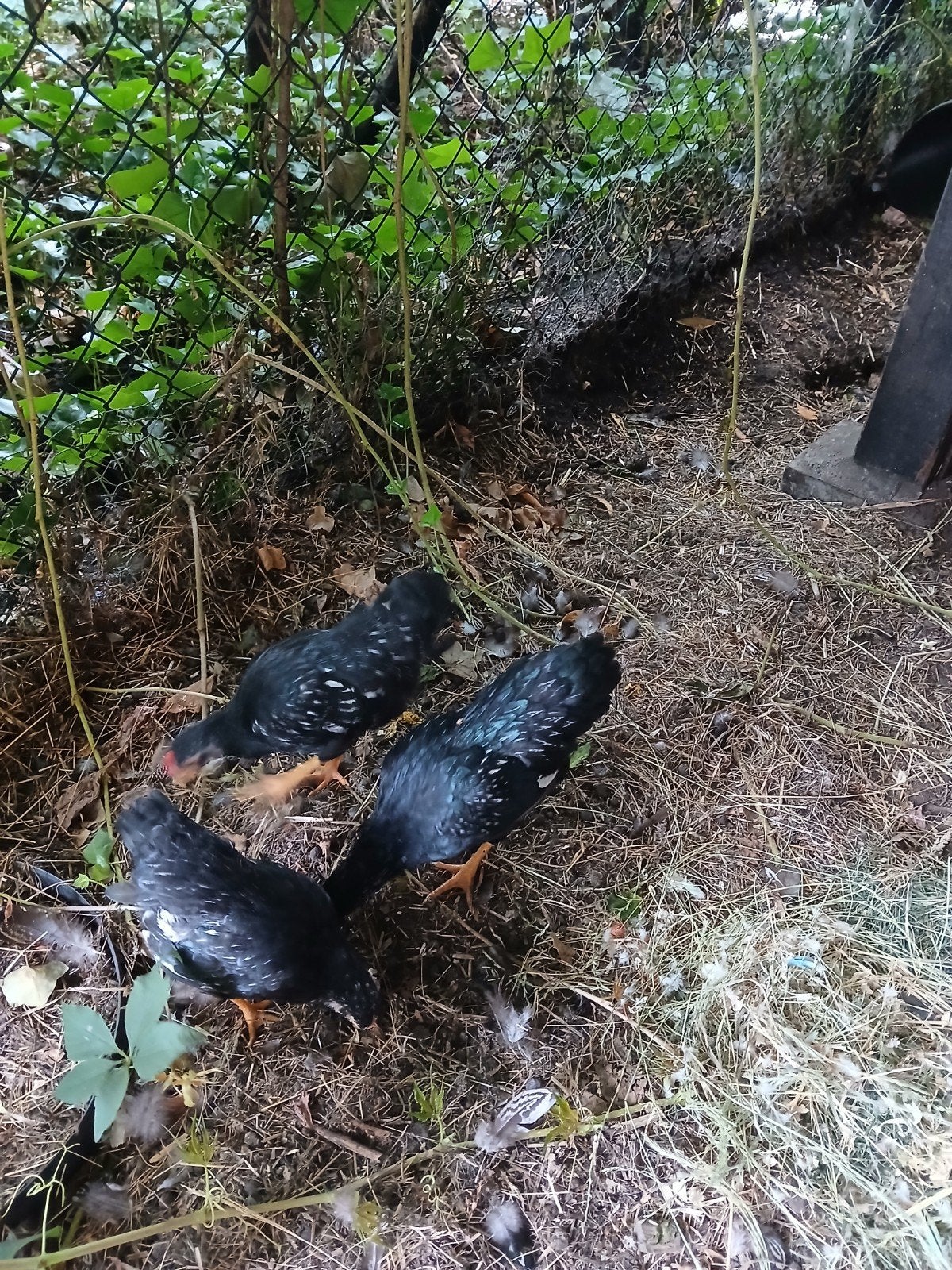 barnevelder kriel, Dieren en Toebehoren, Pluimvee, Meerdere dieren, Kip