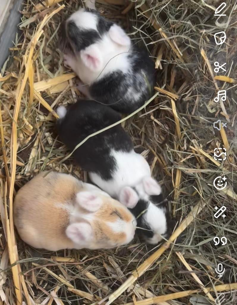 Nestje dwergkonijnen, Dieren en Toebehoren, Konijnen, Geslacht onbekend, Dwerg, 0 tot 2 jaar