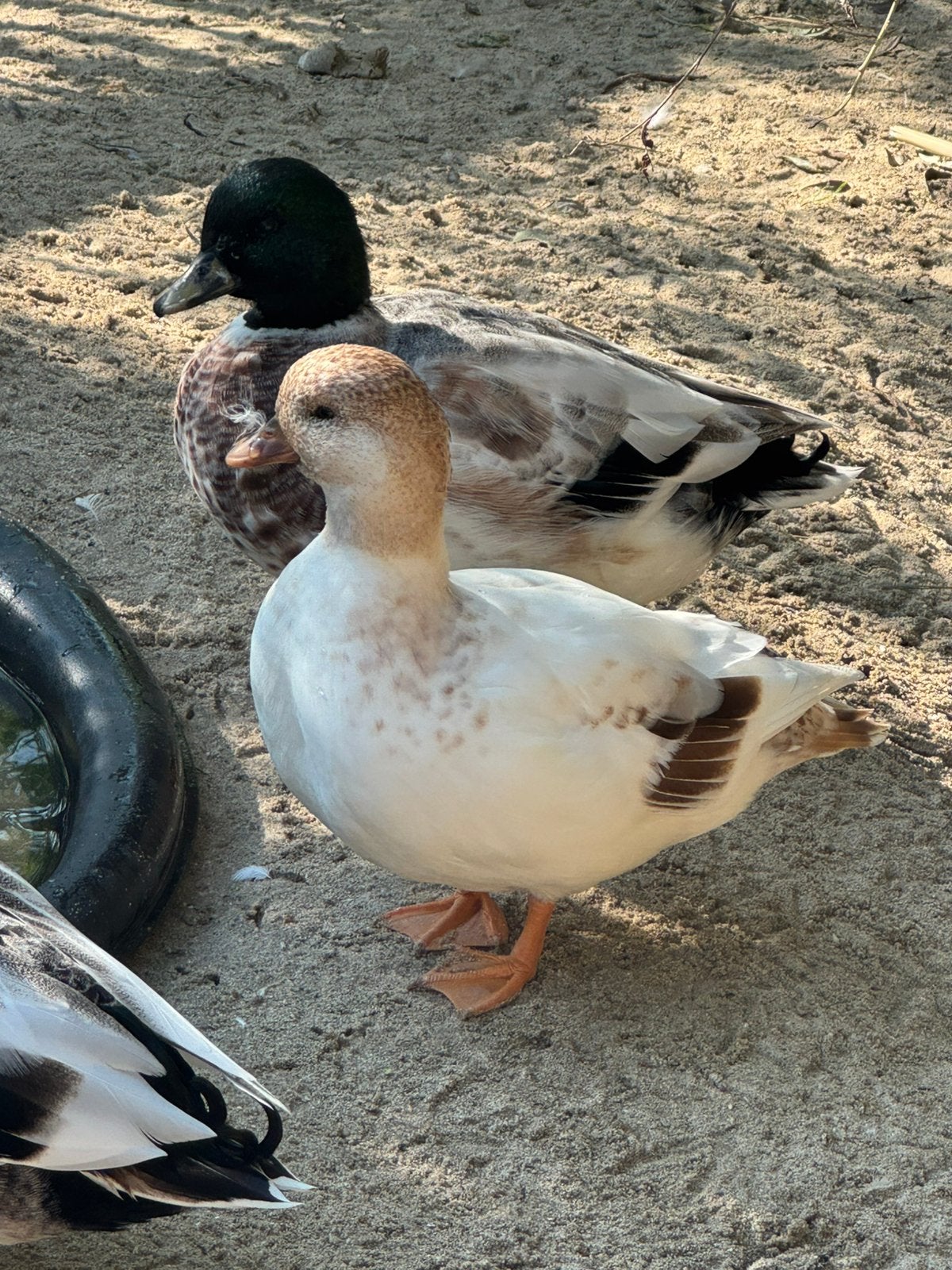Kwakers, Dieren en Toebehoren, Pluimvee, Meerdere dieren, Eend