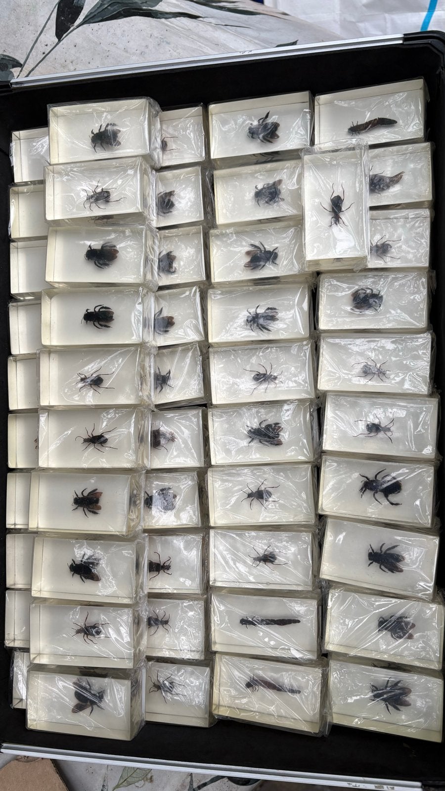 Insecten in epoxi