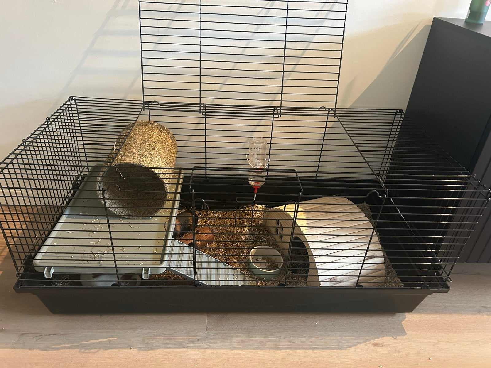 Cavia vrouwtjes inclusief hok & toebehoren, Dieren en Toebehoren, Juli, Vrouwelijk, Cavia