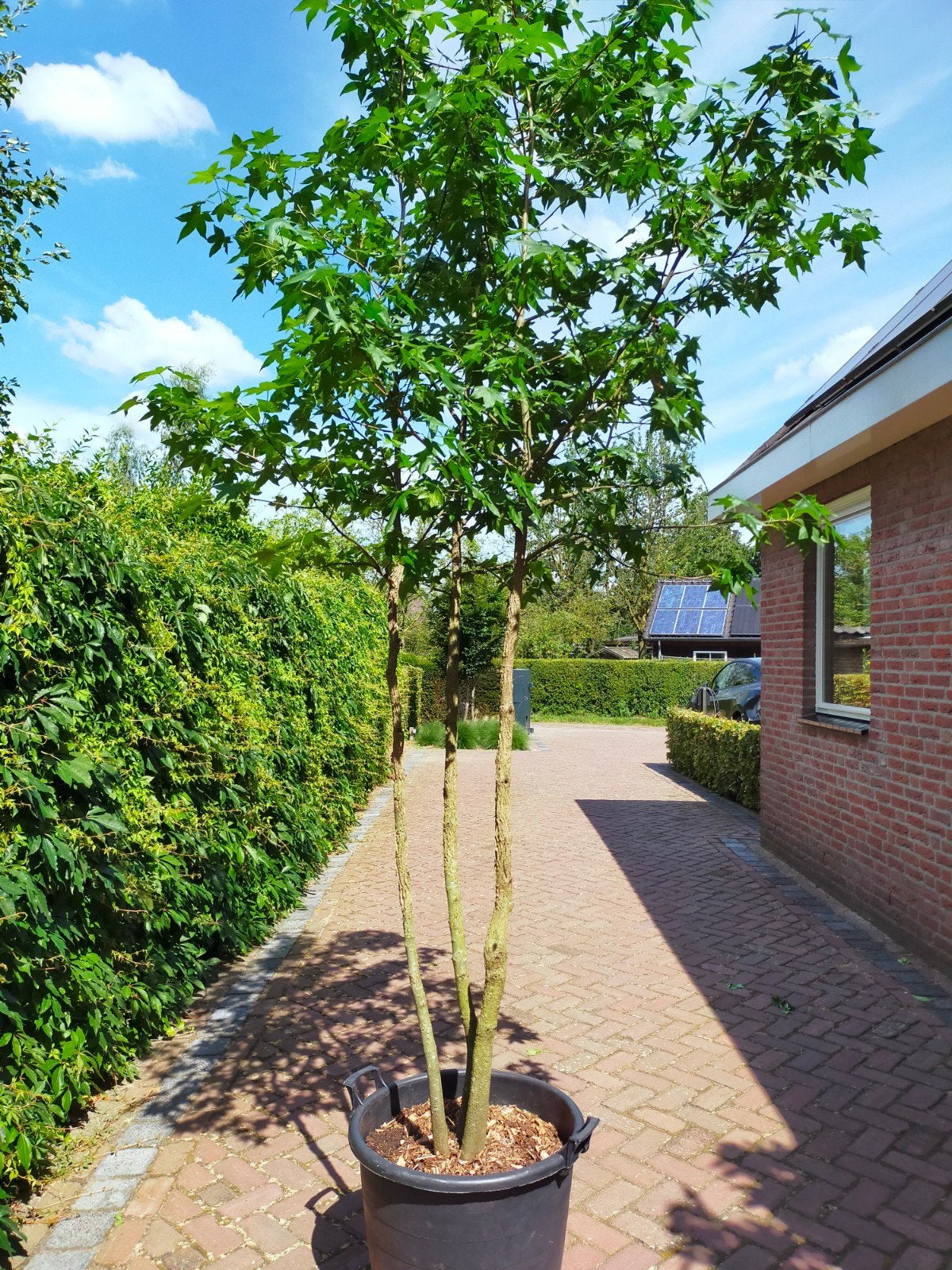 Meerstammige Amberboom, Tuin en Terras, Planten | Bomen, Bloeit niet, Overige soorten, 250 tot 400 cm, Ophalen