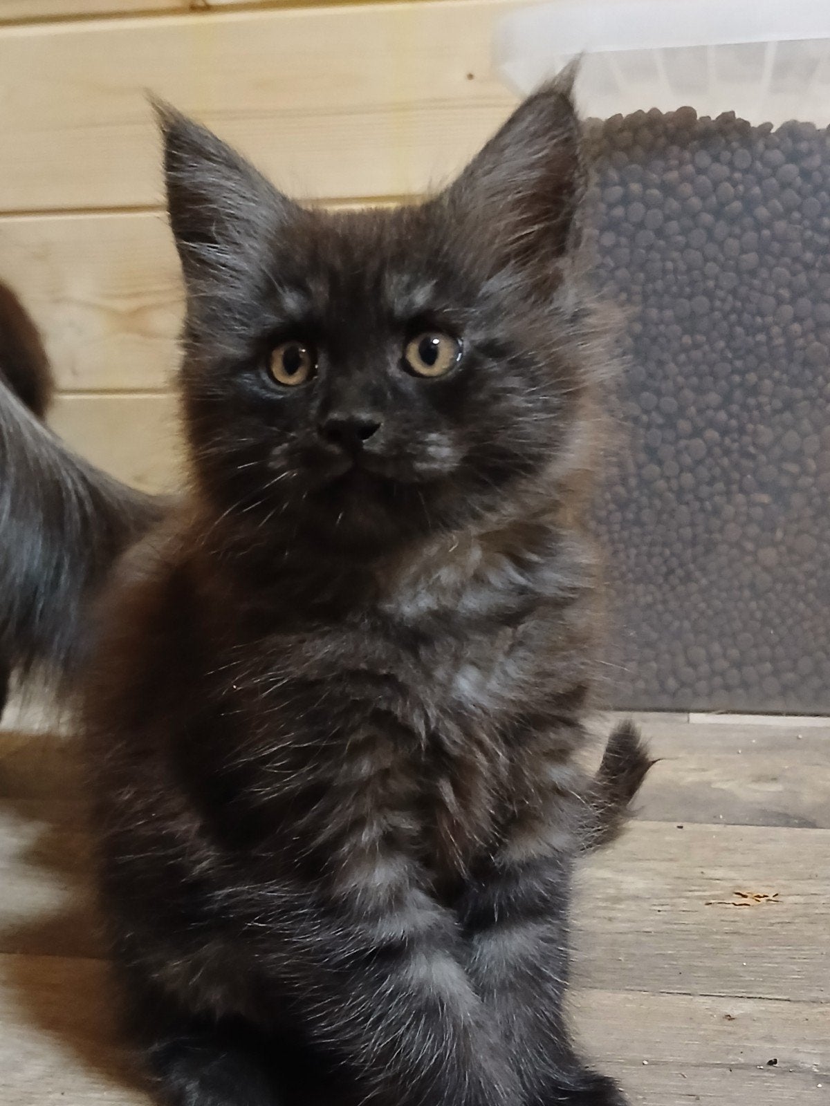 Maine coon kittens black+smoke, EUpasp+chip+rabies vacc, Meerdere dieren, Gechipt, 0 tot 2 jaar