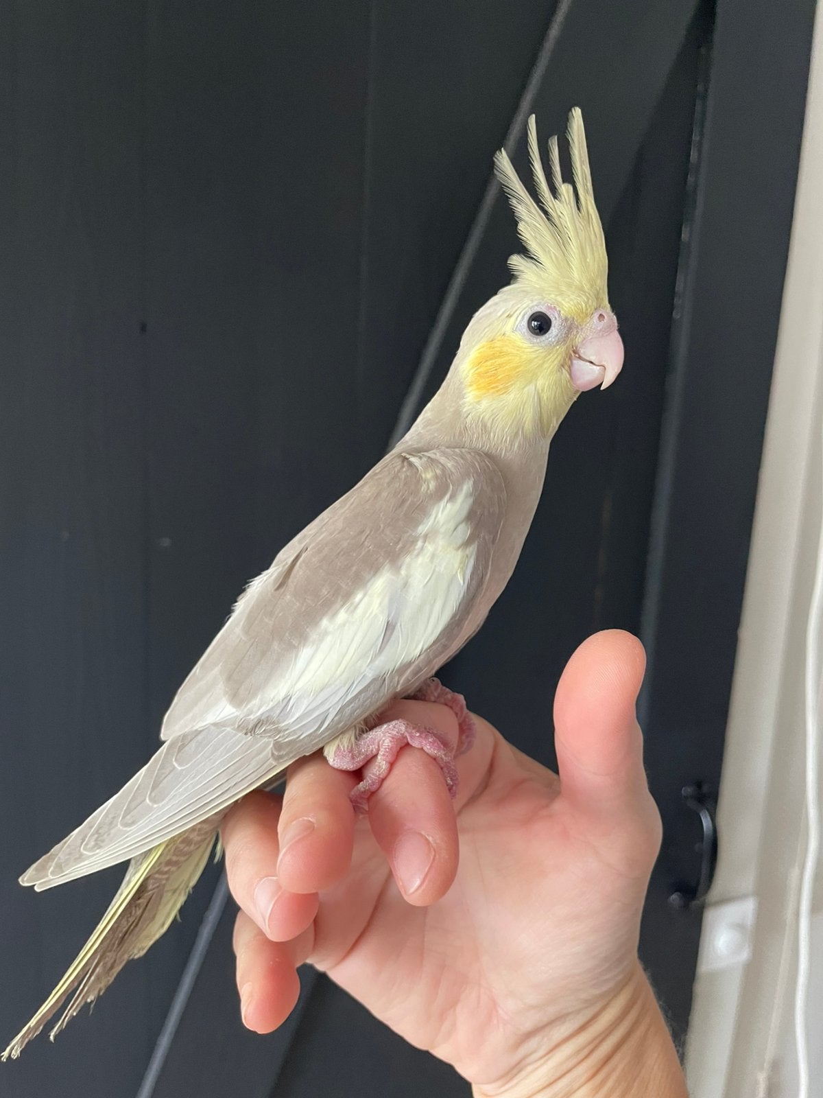 Jonge tamme cinnamon valkparkiet, Geslacht onbekend, Parkiet, Tam