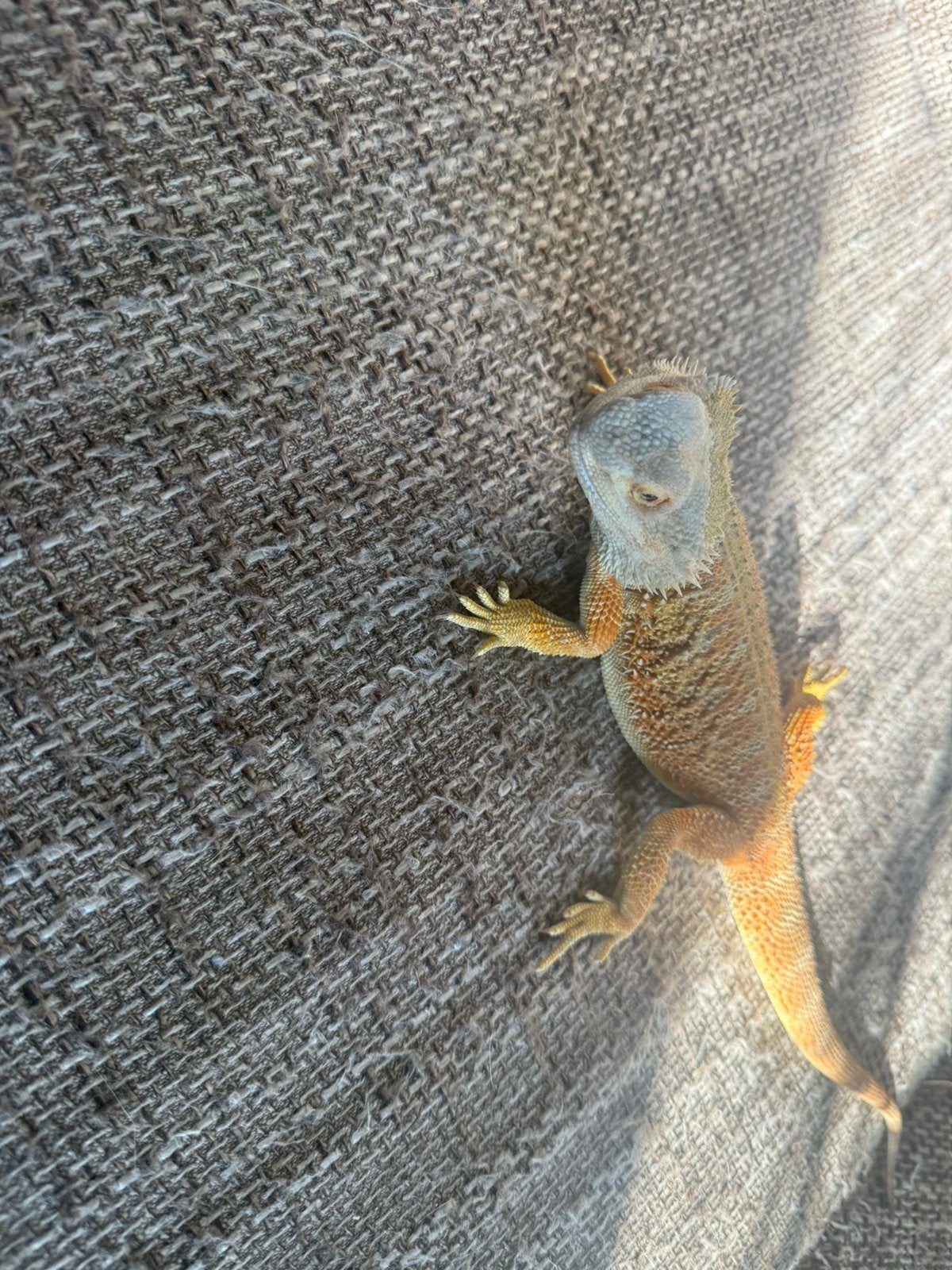 2 baardagaamme te ruil Bearded Dragon photo 2