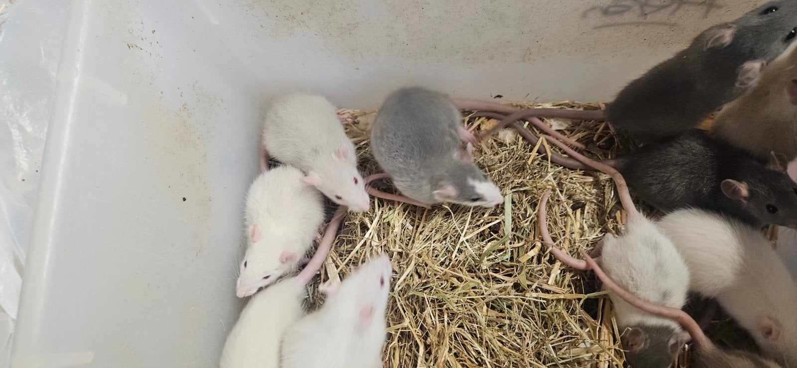ratten, Mannelijk