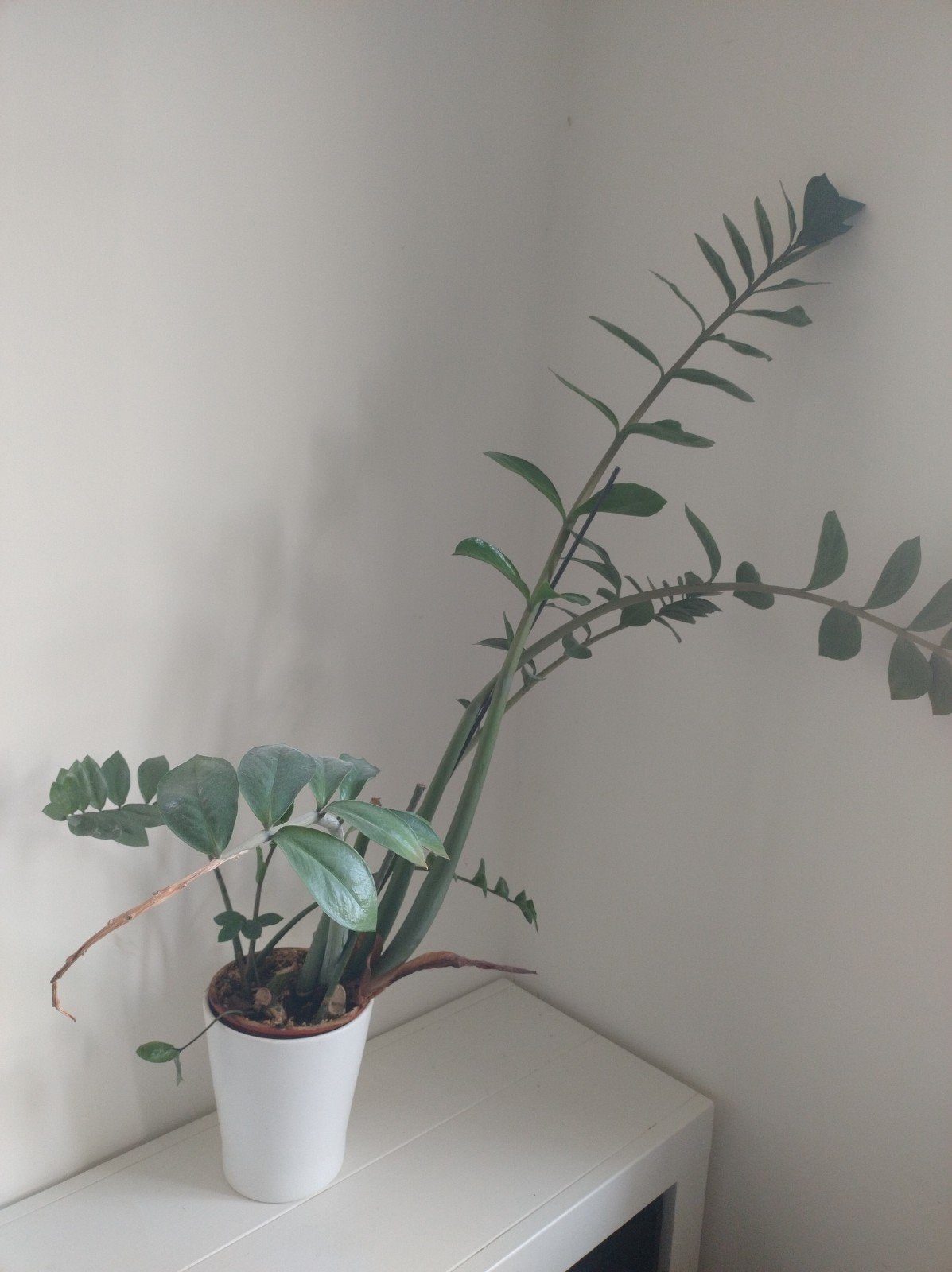 Zamioculca, Groene kamerplant, Ophalen, Halfschaduw, 100 tot 150 cm