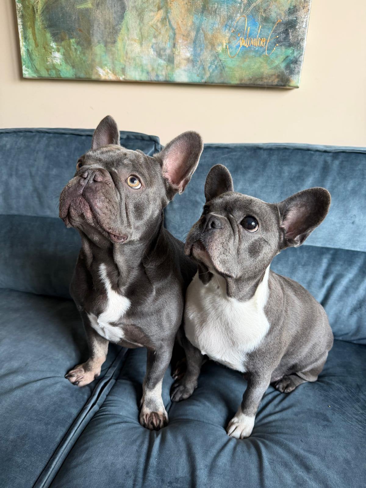 Franse Bulldog Pups, Dieren en Toebehoren, Parvo, 8 tot 15 weken, Bulldog, Meerdere