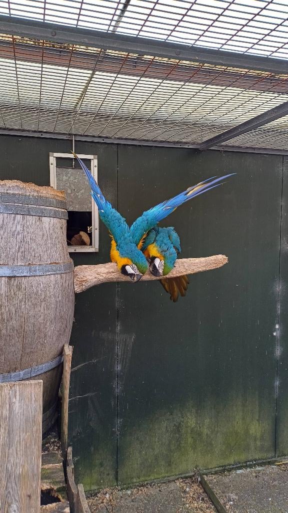 Te koop koppel blauwgele aras, Meerdere dieren, Papegaai