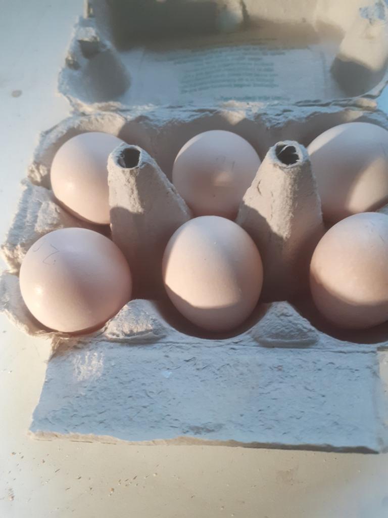 Broedeieren Wyandotte zwart/wit gestreept., Dieren en Toebehoren, Pluimvee, Geslacht onbekend, Kip