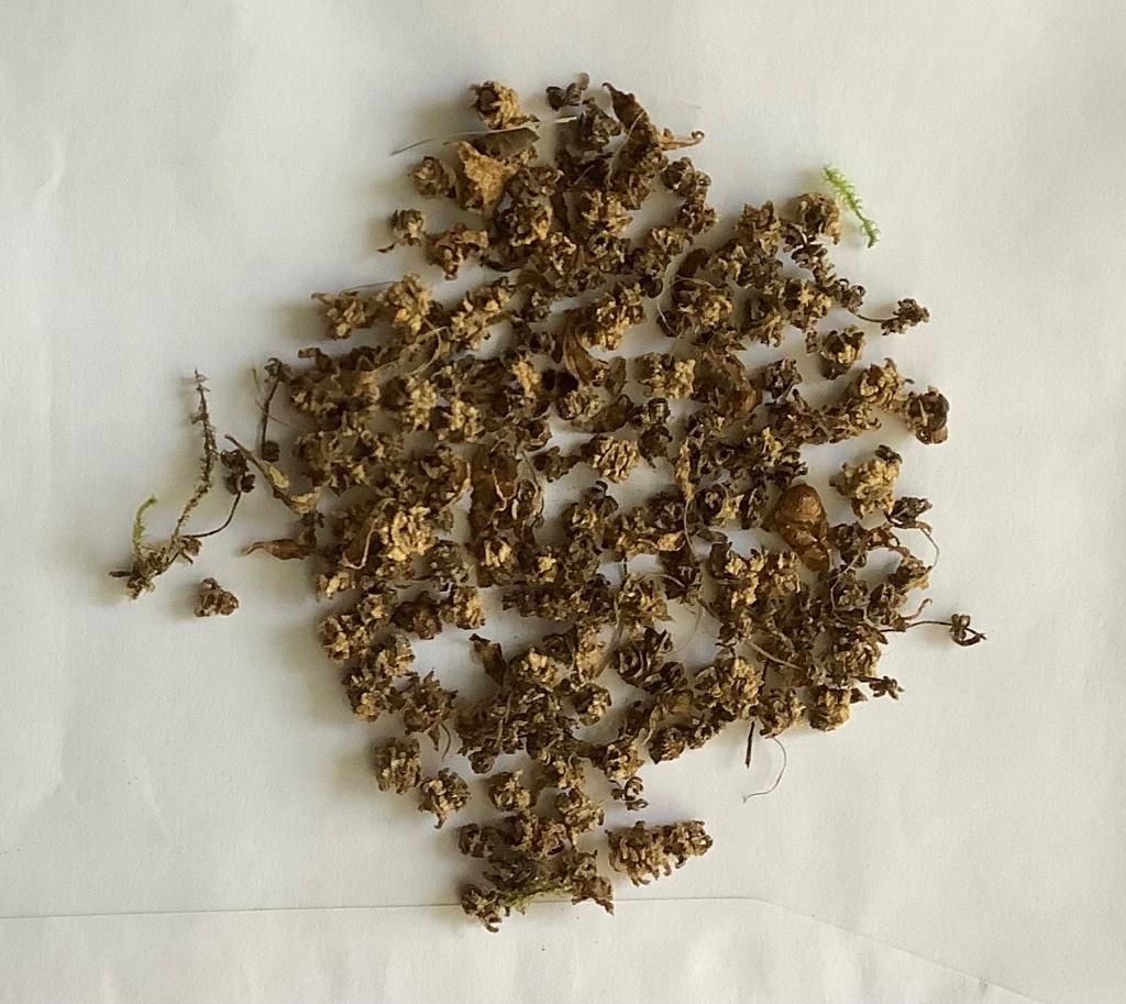 Snijbiet, Ophalen, Eenjarig, Groenteplanten, Volle zon