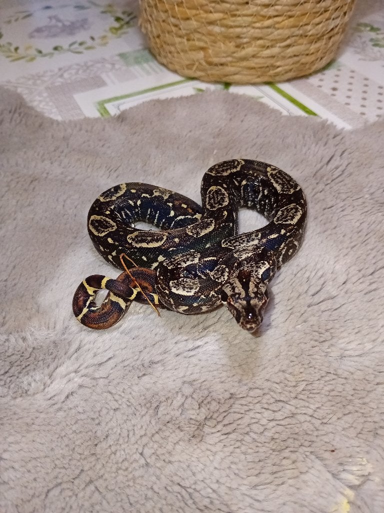 Jonge boa constrictor imperator, Dieren en Toebehoren, Reptielen en Amfibieën, Slang, Tam, 0 tot 2 jaar