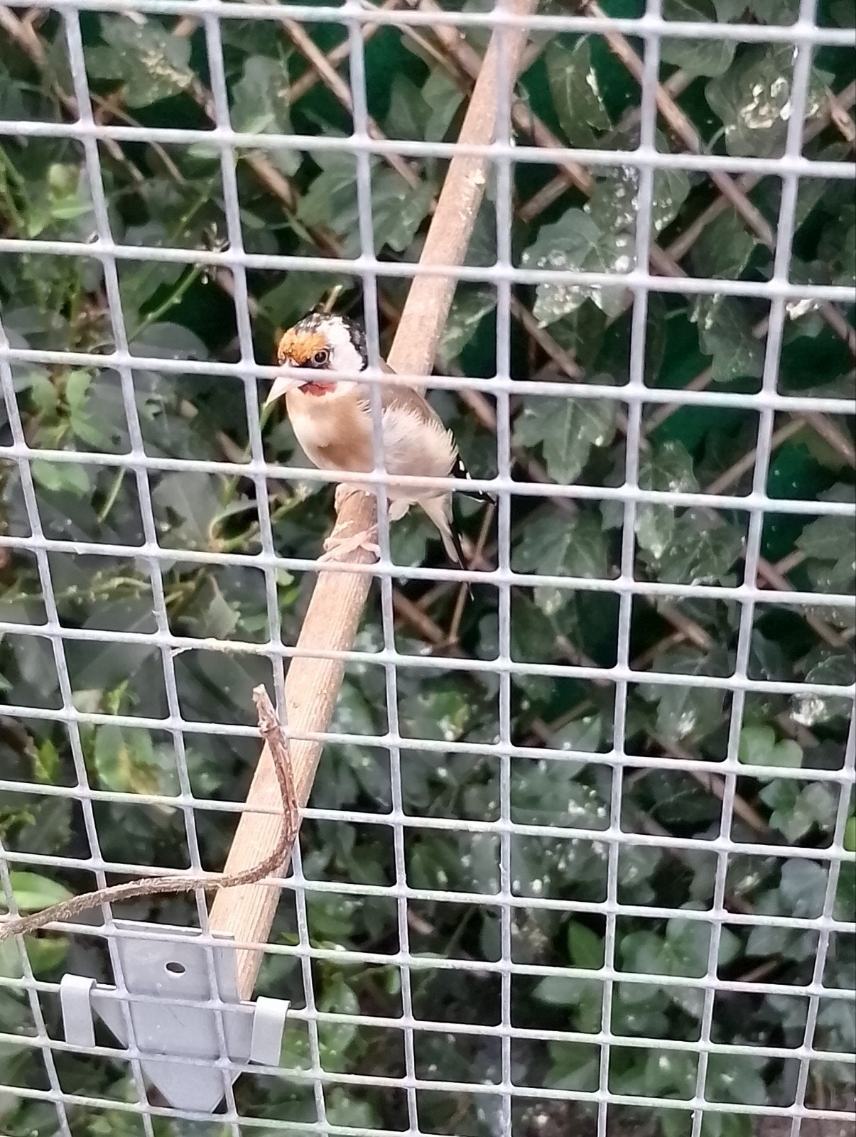 Parva/bloem putter, Mannelijk, Wildzangvogel