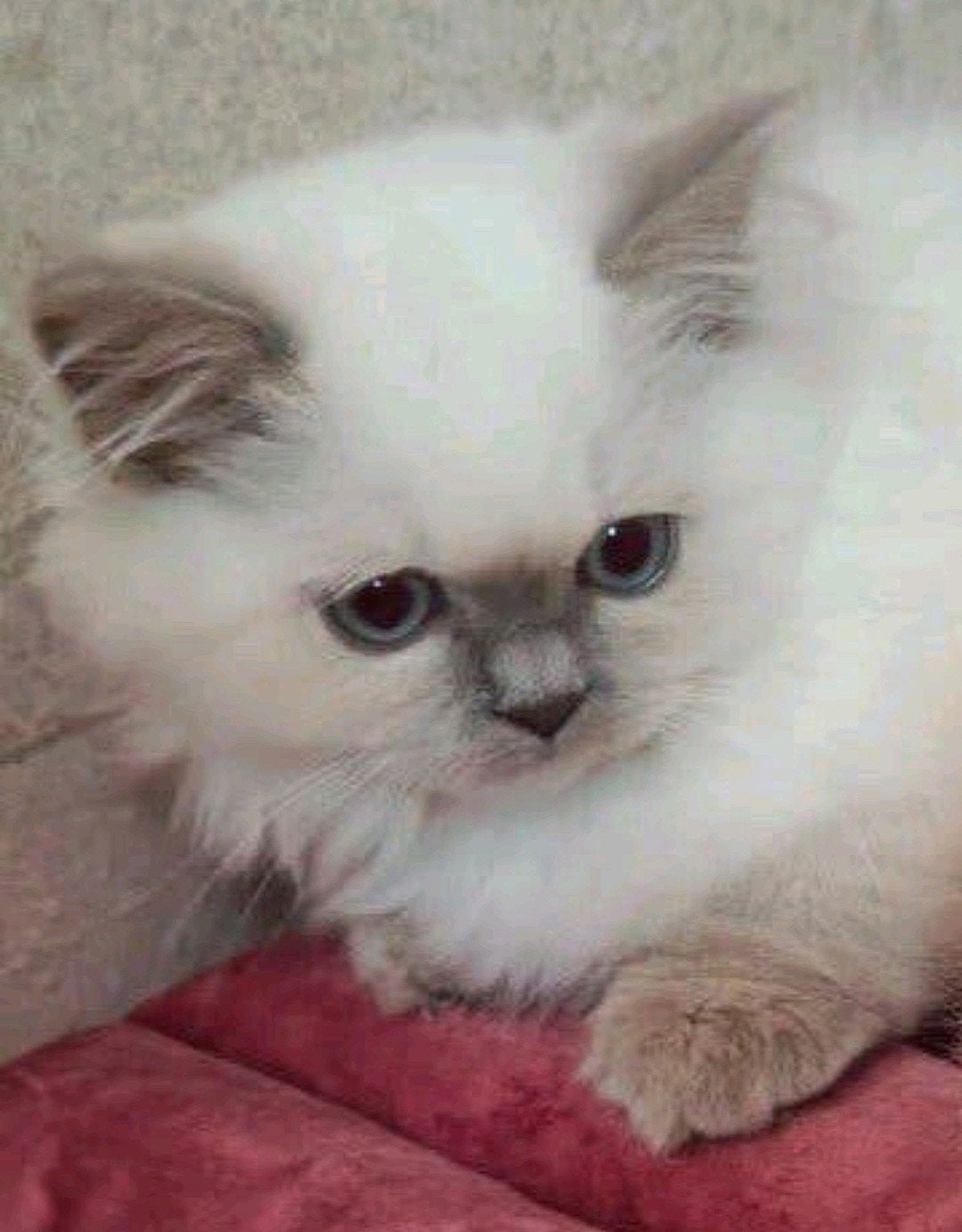 Fluffy lilac point Brits langhaar kater, 2x geënt 2x DAcheck, Dieren en Toebehoren, Kater, Ontwormd, 0 tot 2 jaar