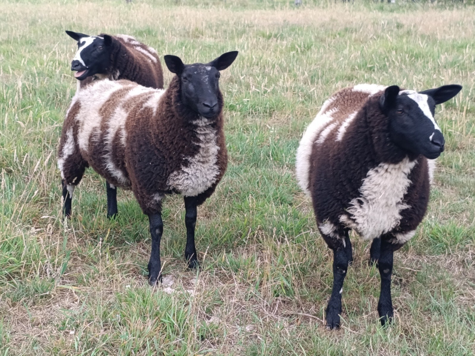 3 mooie bonte ooilammeren, Dieren en Toebehoren, Vrouwelijk, Schaap, 0 tot 2 jaar