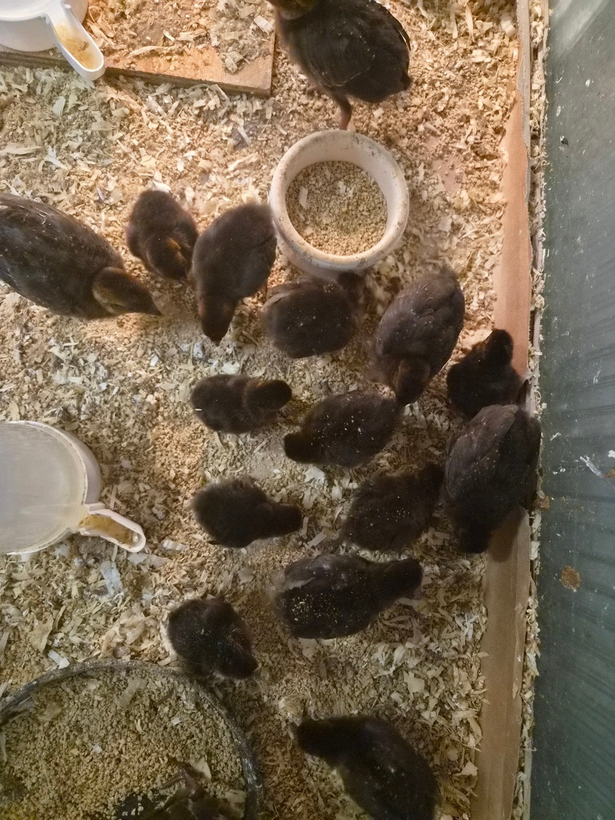 roulroul s, Meerdere dieren, Overige soorten