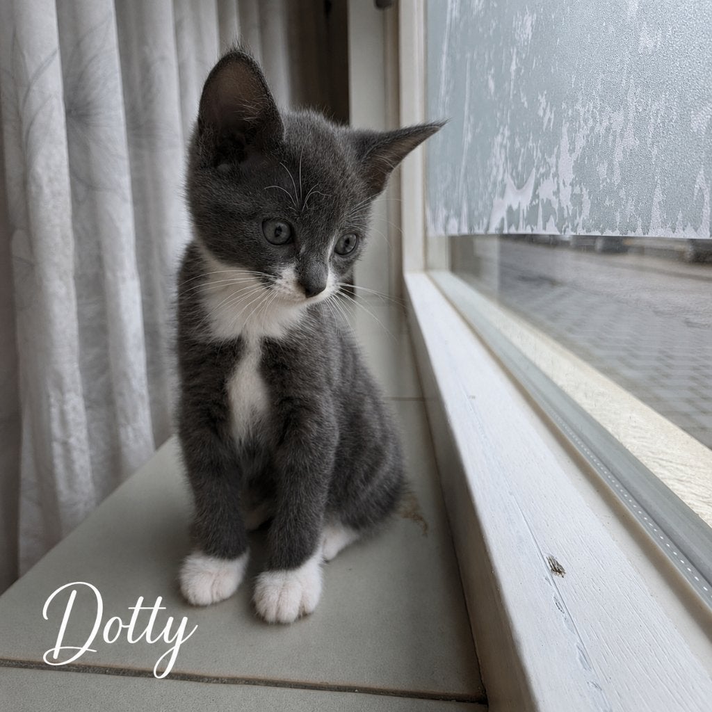 Kruising Blauwe Rus kittens zoeken een fijn thuis, Meerdere dieren, Ontwormd, 0 tot 2 jaar