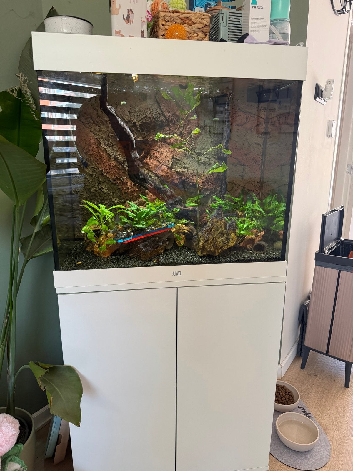 Aquarium juwel 200 lido, Dieren en Toebehoren, Ophalen, Inclusief vissen, Juwel, Gevuld zoetwateraquarium