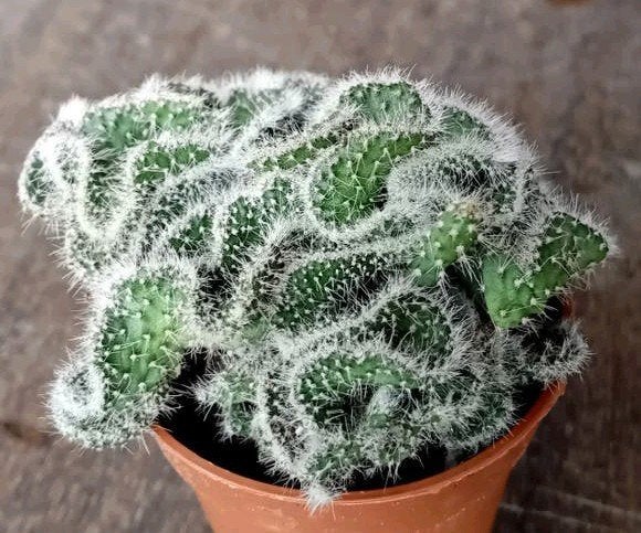 Cactus 5cm, Huis en Inrichting, Kamerplanten, Ophalen, Minder dan 100 cm, In pot, Cactus