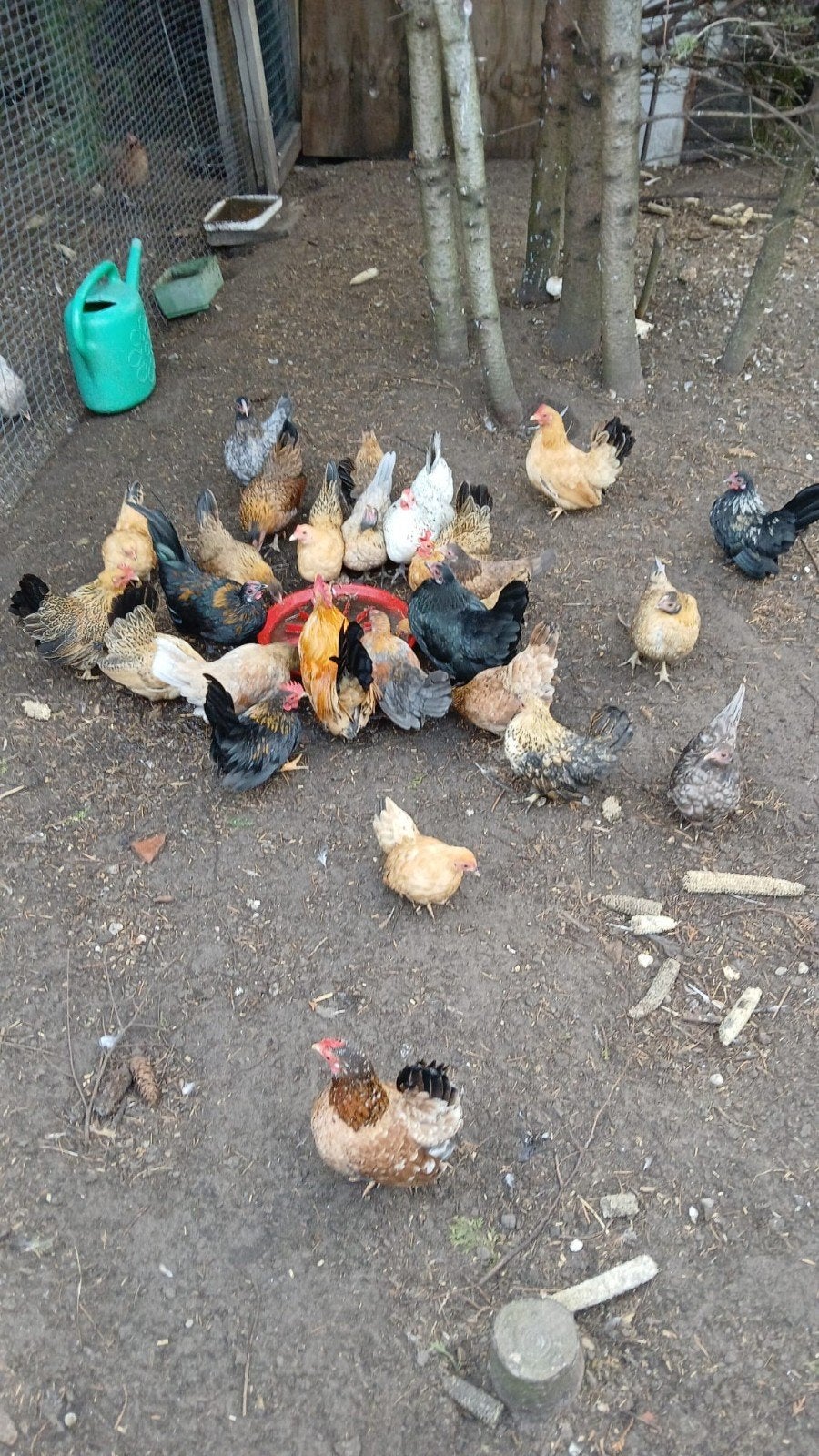 jonge krieltjes, Meerdere dieren, Kip