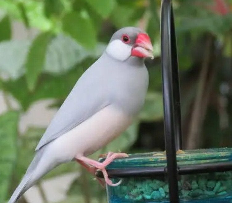 rijstvogel rijst vogels GEVRAAGD rijstvink, Dieren en Toebehoren, Vogels | Overige Vogels, Meerdere dieren