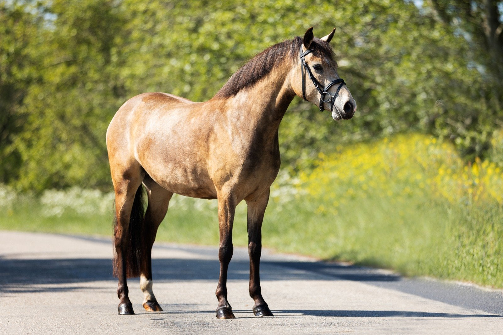 3 Kwaliteitsvolle New Forest Pony's, Merrie, 3 tot 6 jaar