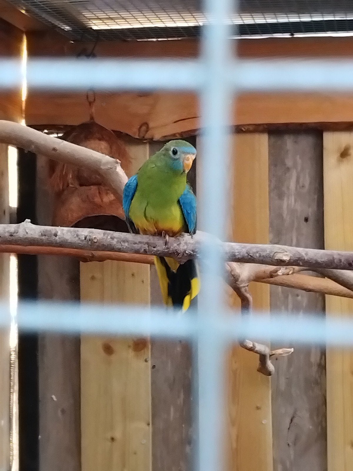 goed huis gezocht voor turquosine parkiet 2026, Dieren en Toebehoren, Vogels | Parkieten en Papegaaien, Mannelijk, Parkiet, Geringd