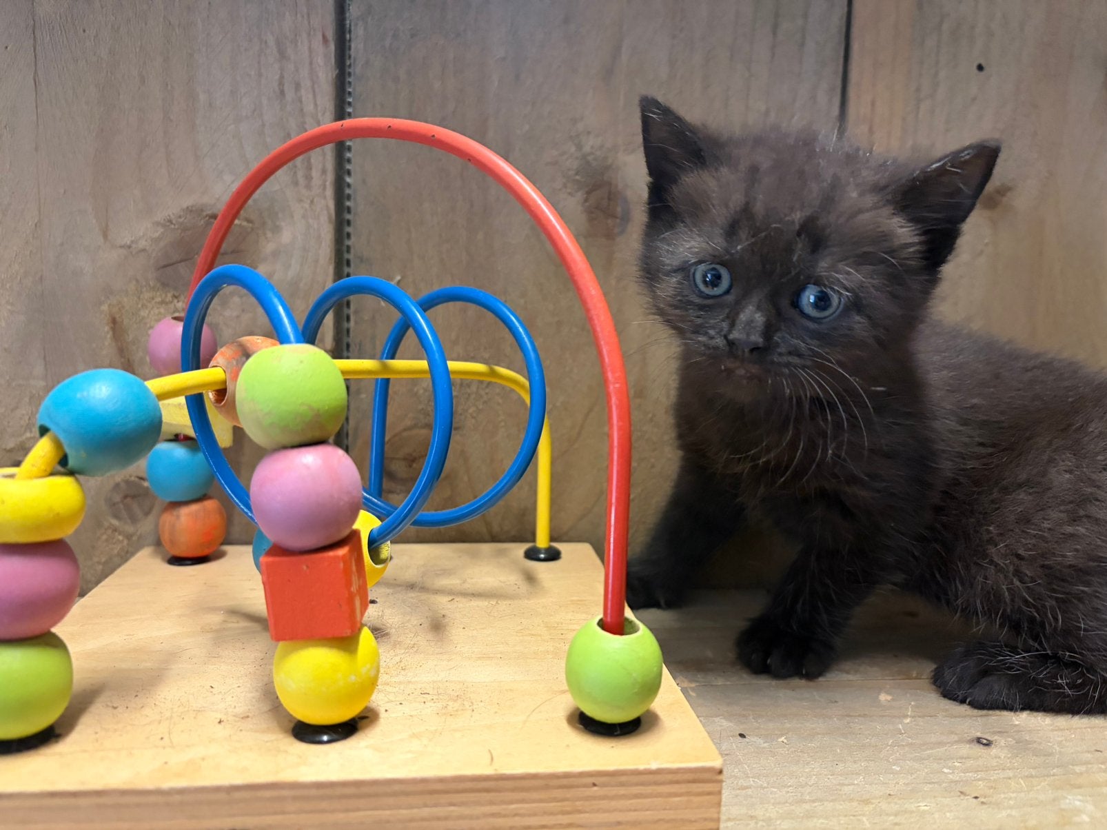 Chocolate britsekorthaar kittens, Meerdere dieren, Ontwormd, 0 tot 2 jaar