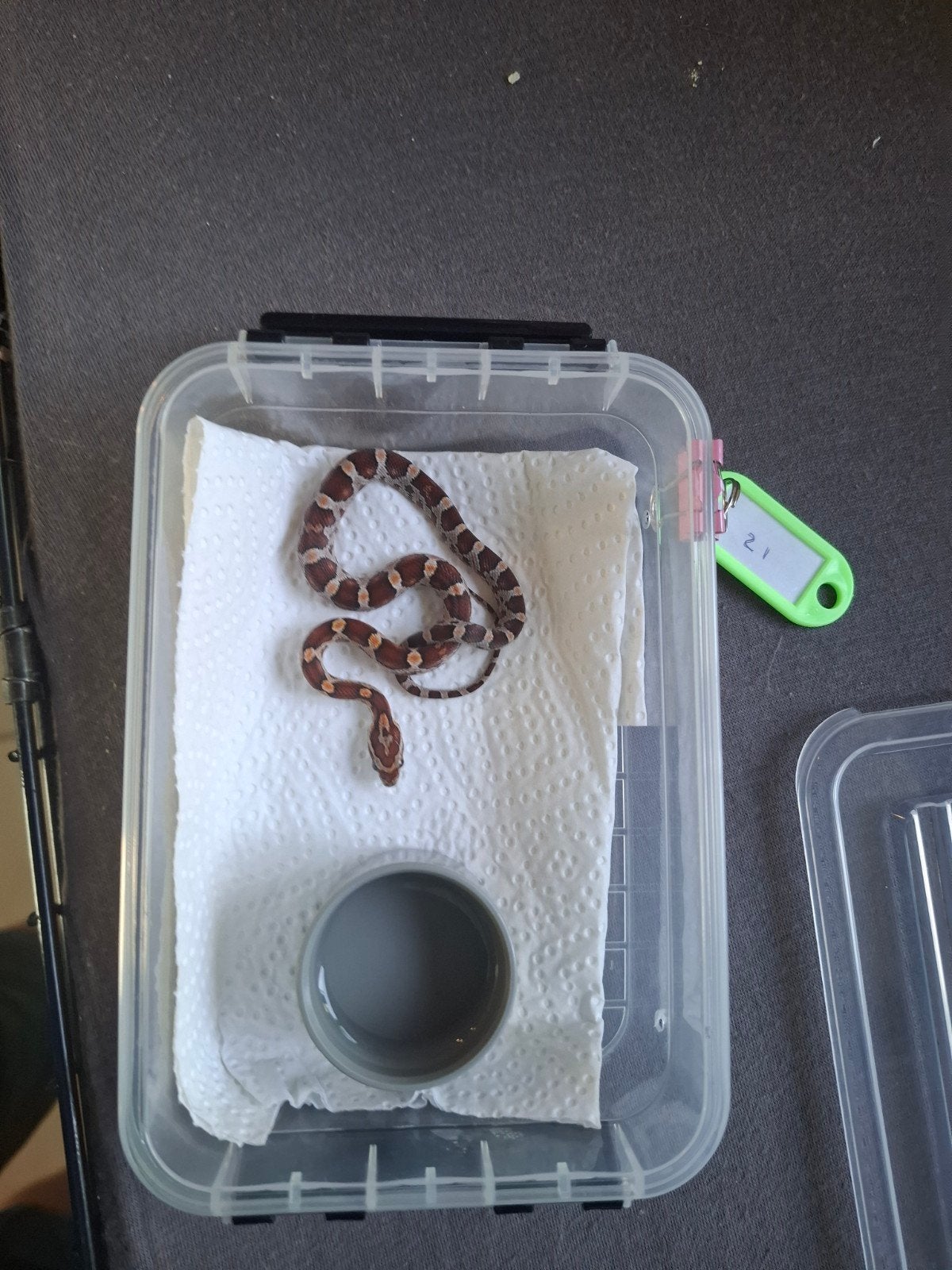 Rode rattenslangen zoeken nieuw thuis Corn Snake photo 22