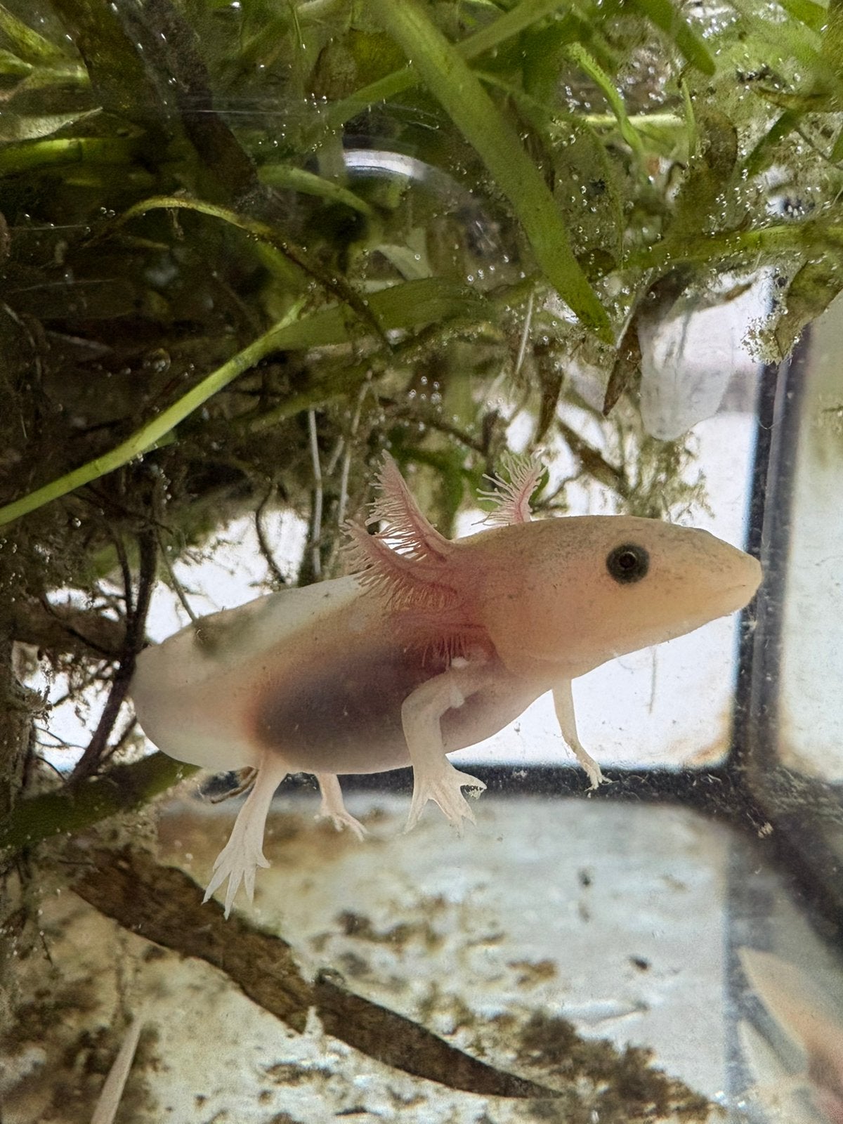 Jonge Axolotls, Dieren en Toebehoren, Reptielen en Amfibieën, Amfibie, 0 tot 2 jaar