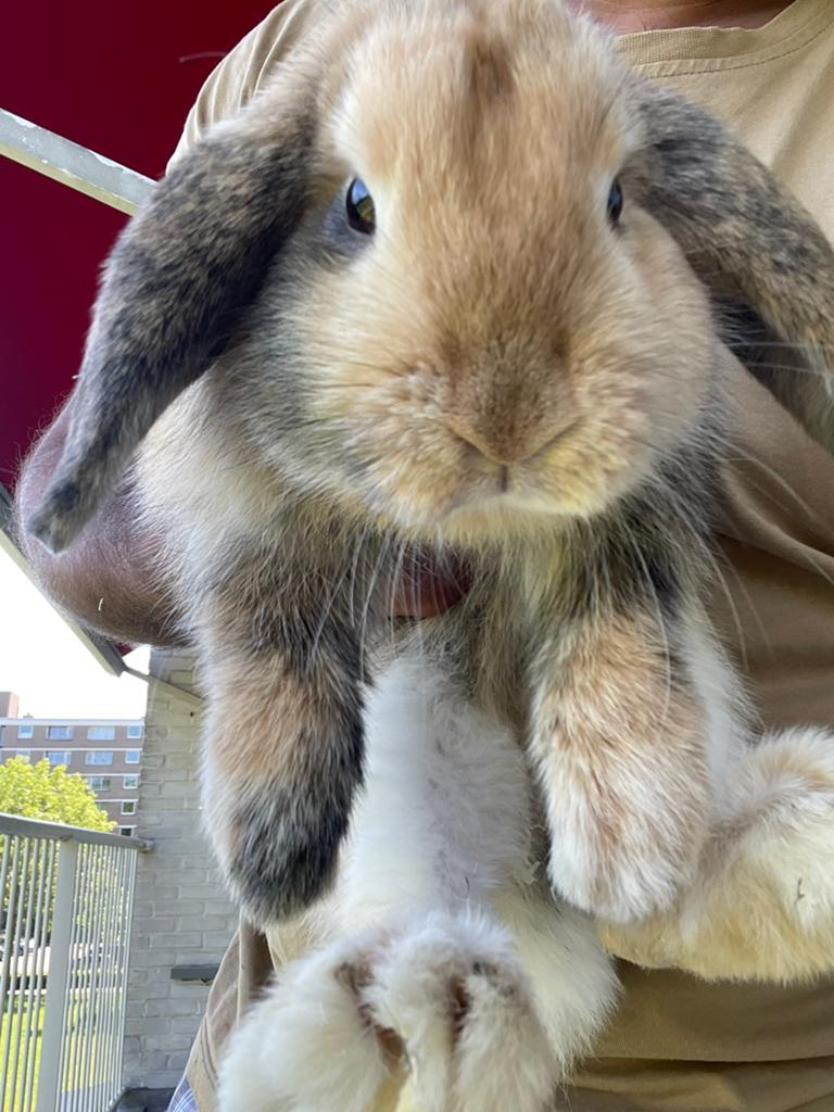 Schattig Konijnenkoppel te Koop – 4 Maanden Oud, Mannelijk, Dwerg