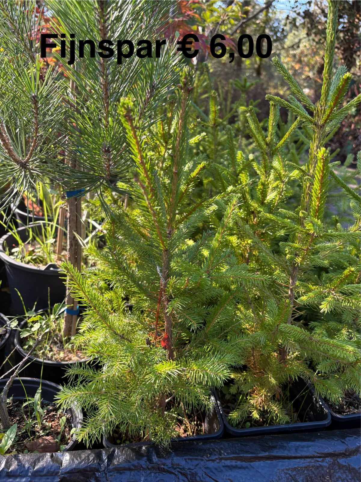 Fijnspar boompjes in pot - Ideaal voor tuin of kerst, Tuin en Terras, Bloeit niet, Overige soorten, Minder dan 100 cm, Ophalen