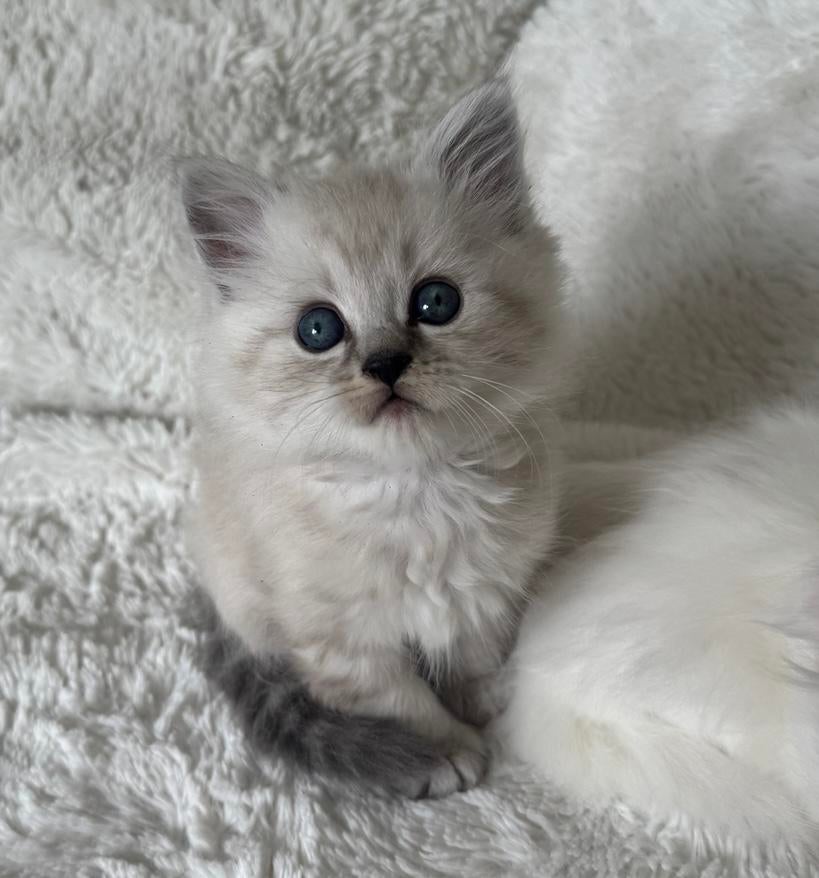 5 Super sociale Britse langhaar x Maine Coon kittens, Meerdere dieren, Ontwormd