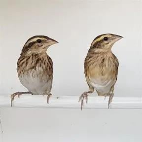 Gezocht Napoleonwever popje., Dieren en Toebehoren, Vogels | Overige Vogels, Vrouwelijk
