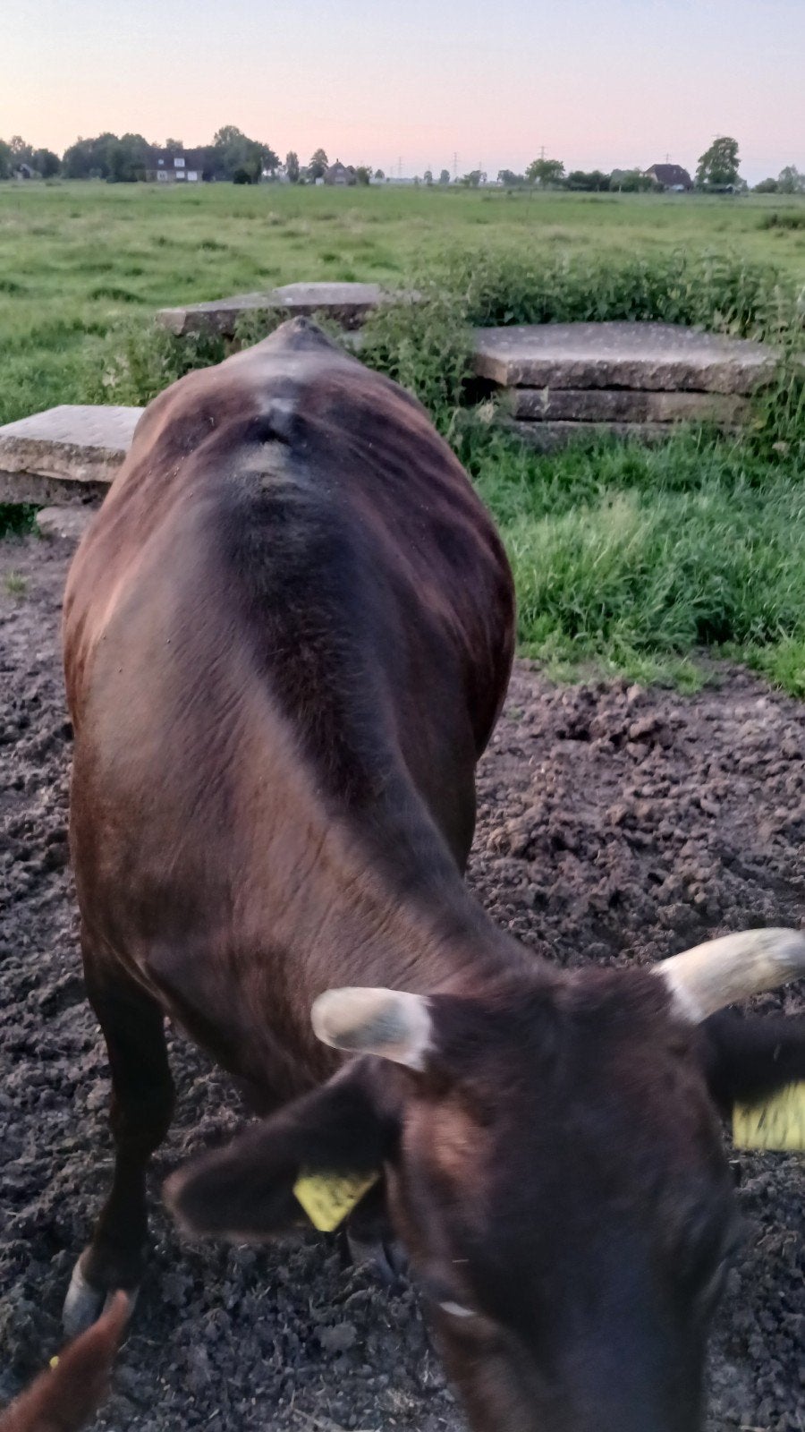 Guste zuivere waguy eerstekalfs koe, Dieren en Toebehoren, Runderen, Meerdere dieren