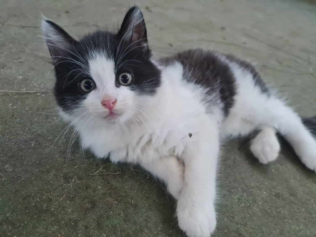 Lieve boerderijkitten (langharig, katertje), Dieren en Toebehoren, Kater, Langharig, 0 tot 2 jaar