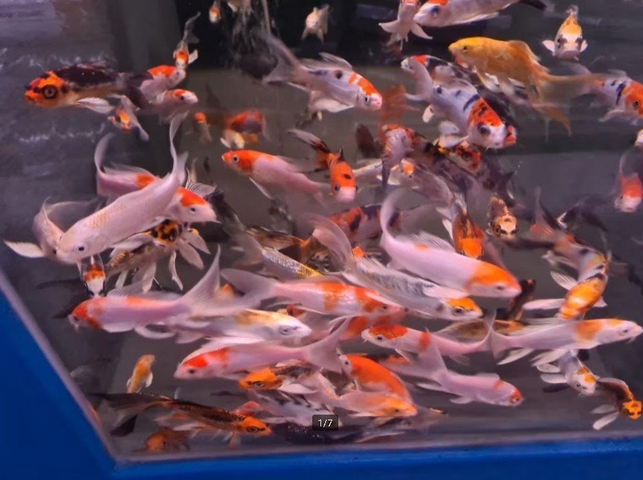 Import HQ Butterfly koi / Vlinderkoi 12 / 14 cm Koidreams