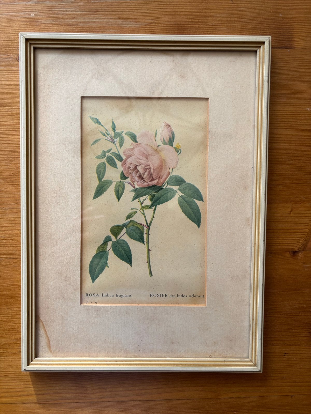 Botanische prent Rosa Indica fragrans - Verzamelobject, Antiek en Kunst, Ophalen of Verzenden, Print, Prent, Ingelijst