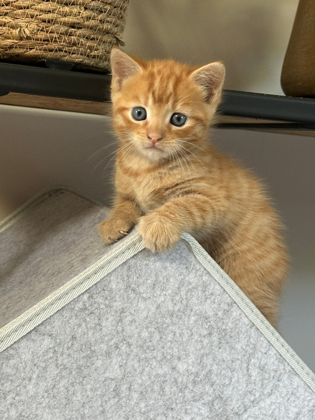 Kitten, ragdoll x europese korthaar, Super sociaal, Kater, Ontwormd, 0 tot 2 jaar