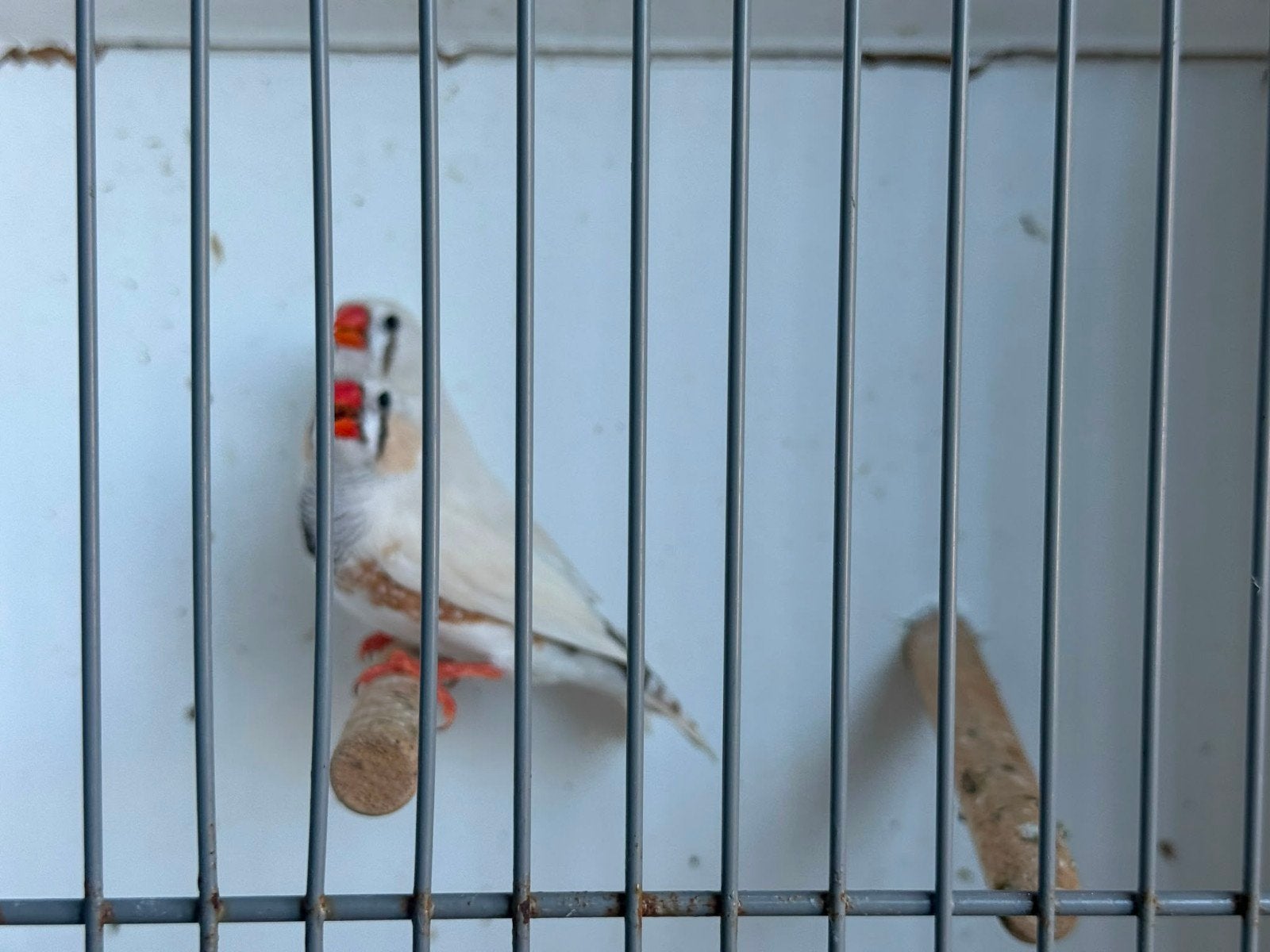 Zebravinkjes, Dieren en Toebehoren, Vogels | Overige Vogels, Meerdere dieren