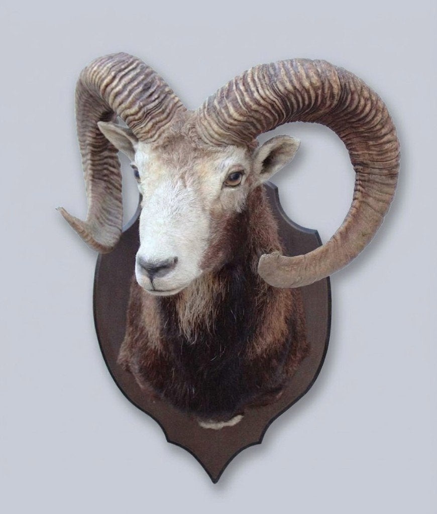 Grote opgezette KOP MOEFLON RAM op houten schild (ref. C), Verzamelen, Ophalen, Gebruikt, Wild dier, Opgezet dier