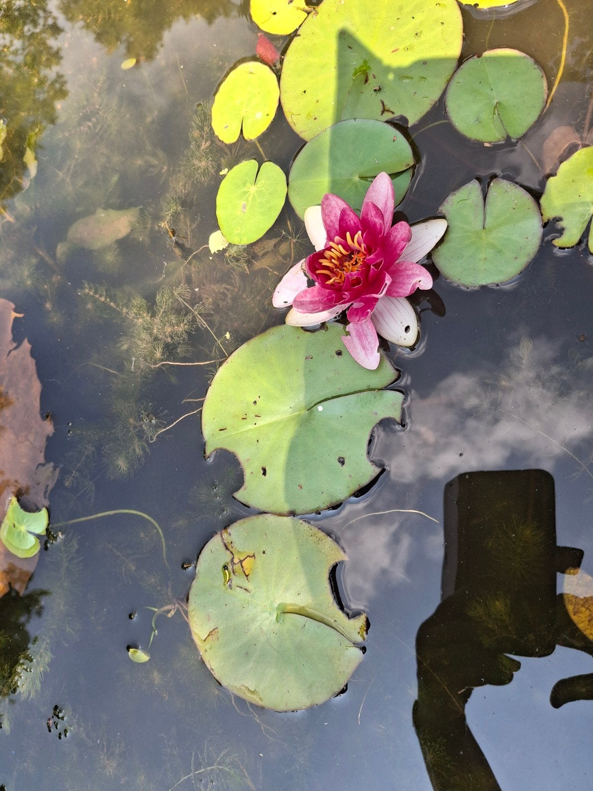 Prachtige rood/roze waterlelie voor uw vijver, Tuin en Terras, Planten | Tuinplanten, Volle zon, Vaste plant, Ophalen of Verzenden