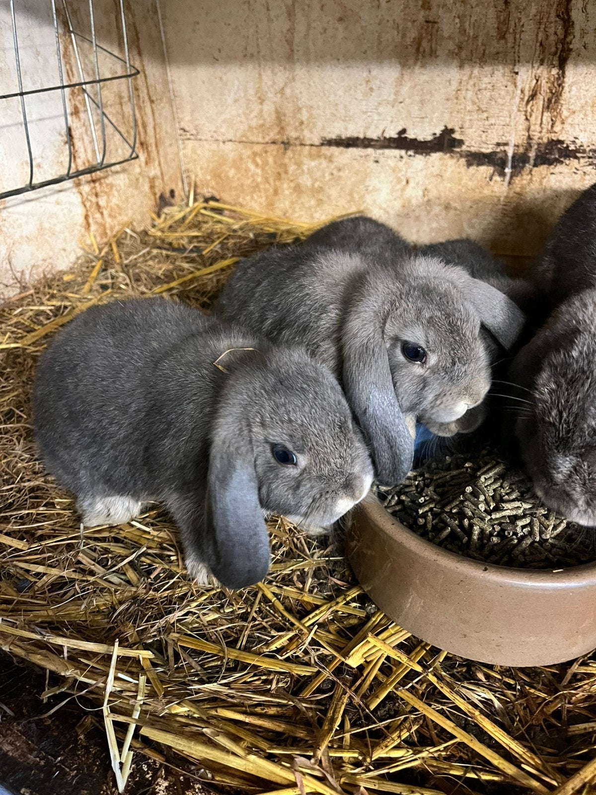 Te koop Hangoor Dwerg konijntjes, Meerdere dieren, Dwerg, Hangoor
