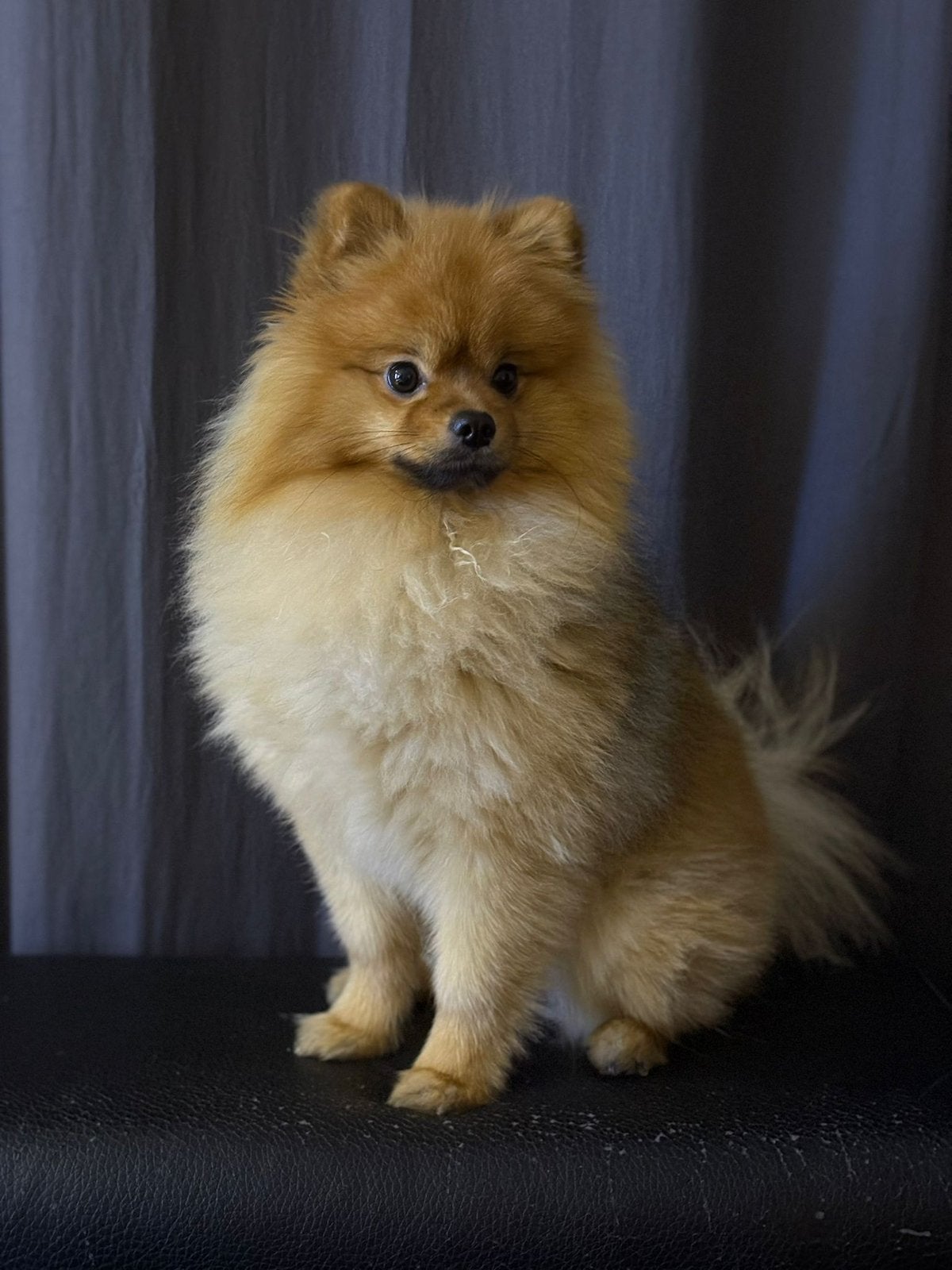 Lief reutje, Dieren en Toebehoren, Keeshond, Reu, Parvo, Eén hond