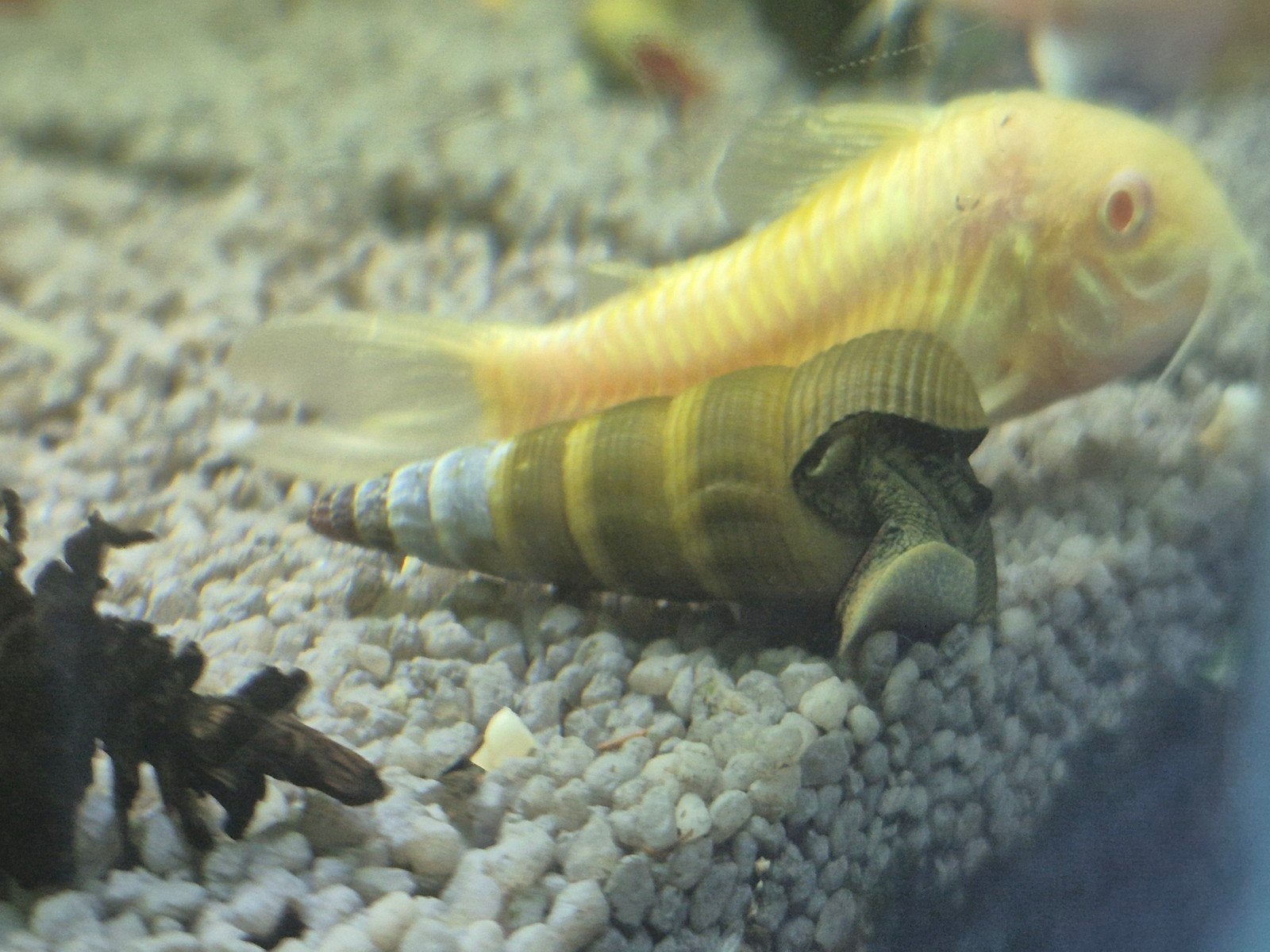 meerder soorten slakken voor het aquarium, Slak of Weekdier, Zoetwatervis