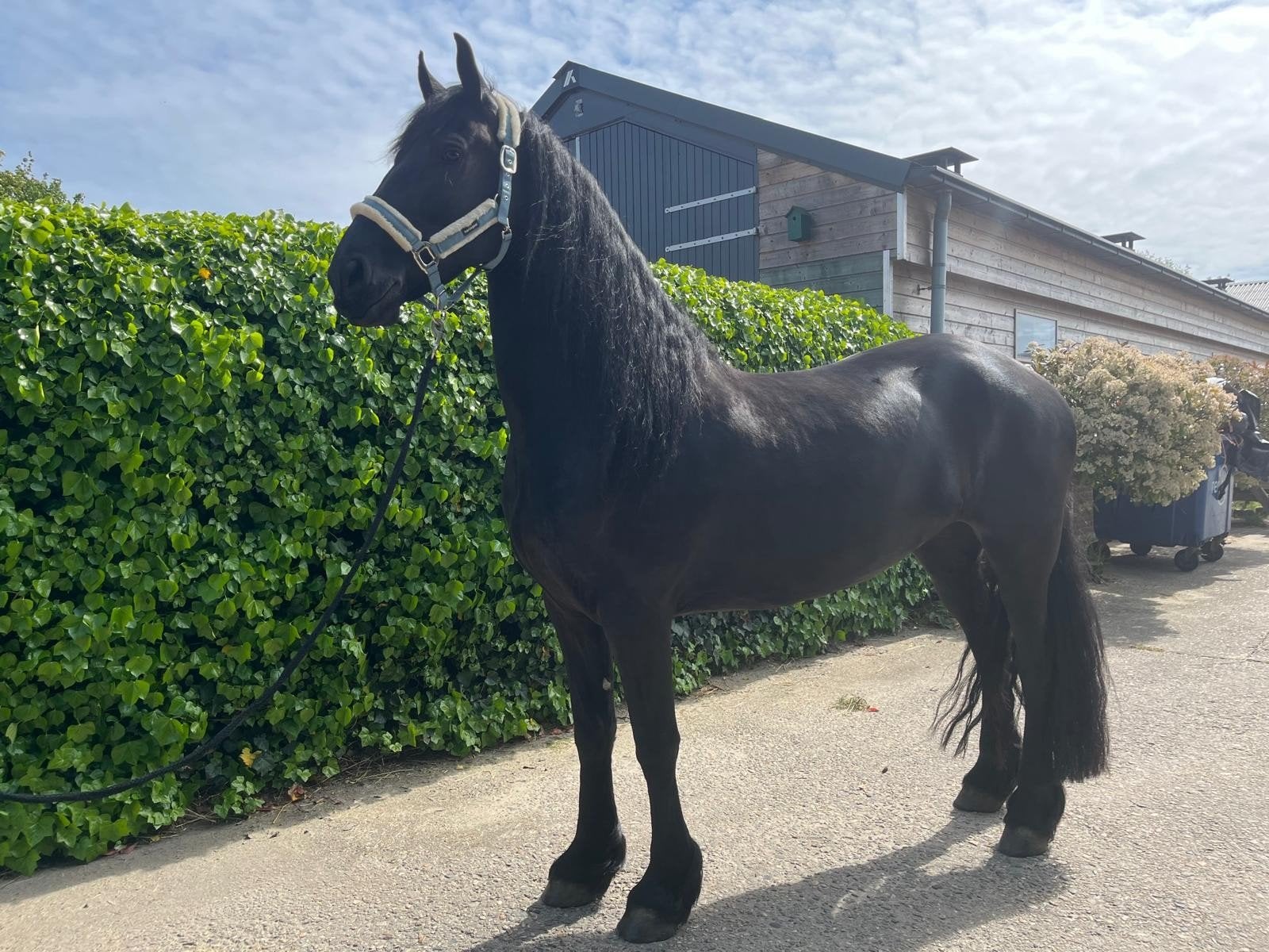 Prachtige Friese merrie te koop!, Dieren en Toebehoren, Paarden, Merrie, 160 tot 165 cm, Dressuurpaard, 3 tot 6 jaar