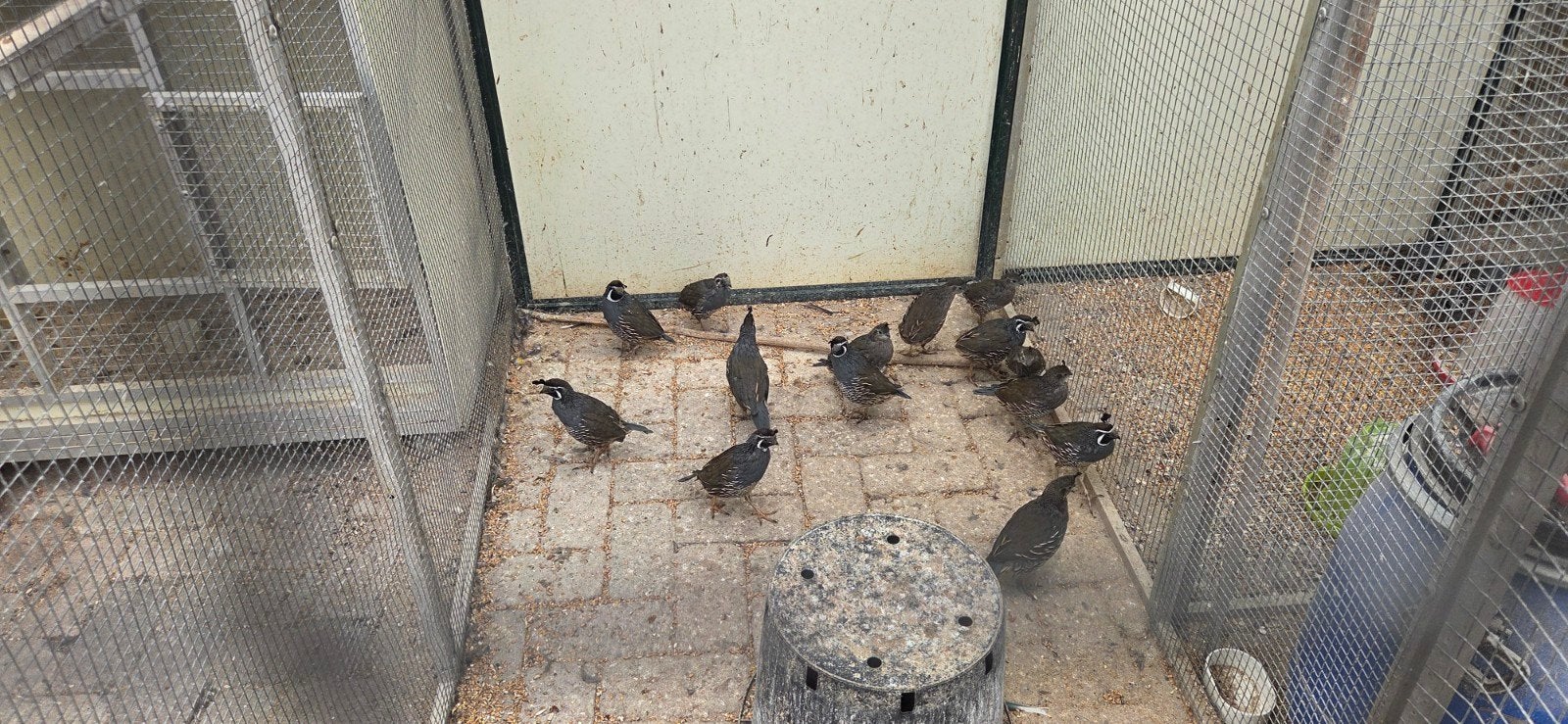 Californische kuifkwartels koppels, Dieren en Toebehoren, Meerdere dieren