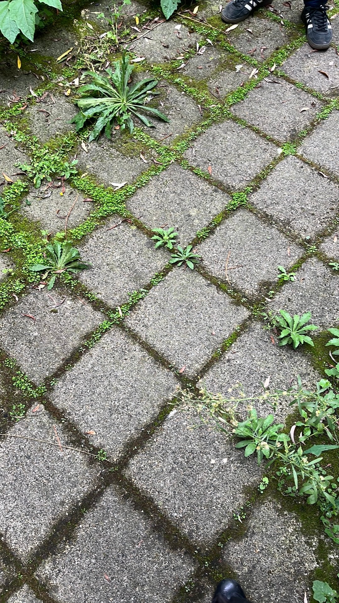 Gratis tegels tuin terras beton steen zsm ophalen 20m2, Ophalen, Zo goed als nieuw, Beton, Terrastegels